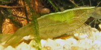 Crevette verte des Indes Caridina cf. babaulti