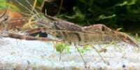 Crevette à pinces rayées Macrobrachium hendersoni complexe