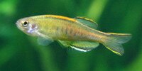 Danio choprae