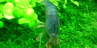 Crevette bleue du gabon Atya gabonensis
