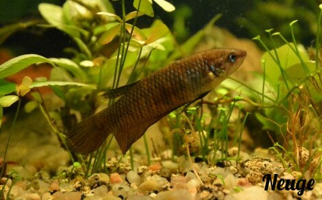 Betta smaragdina