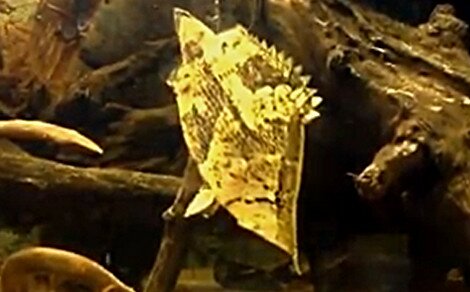 Poisson feuille Monocirrhus polyacanthus