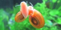 Planorbe des Caraïbes Biomphalaria glabrata