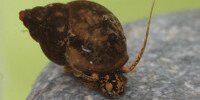 Bithynie Bithynia tentaculata