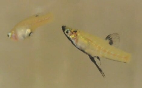 Guppy argenté Girardinus metallicus