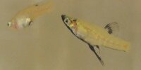 Guppy argenté Girardinus metallicus