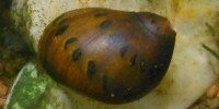 Neritina turrita