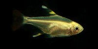 Pristella maxillaris