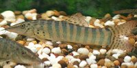 Syncrossus berdmorei