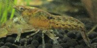 Cambarellus diminutus