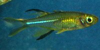 Marosathérina ladigesi
