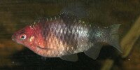 Barbus nigro Puntius nigrofasciatus