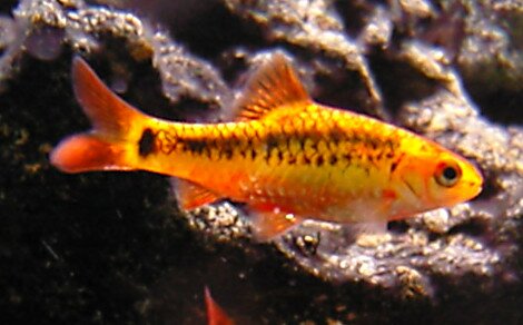 Barbus doré Puntius schuberti