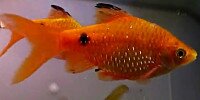 Barbus rosé Puntius conchonius