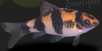 Barbus panda Haludaria melanampyx
