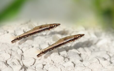 Poisson crayon brun Nannostomus eques
