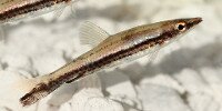 Poisson crayon brun Nannostomus eques