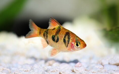 Barbus à ocelles Desmopuntius rhomboocellatus