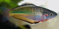 Melanotaenia fluviatilis