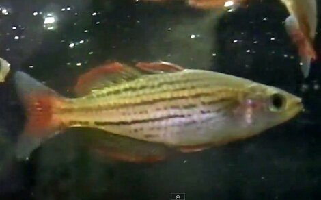 Melanotaenia maccullochi