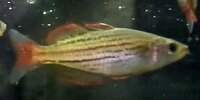 Melanotaenia maccullochi