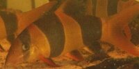 Botia Chromobotia macracanthus