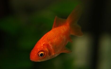 Poisson rouge Carassius auratus