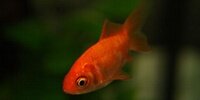 Poisson rouge Carassius auratus