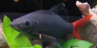 Labéo bicolor Epalzeorhynchos bicolor