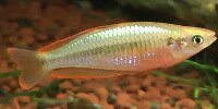 Melanotaenia gracilis