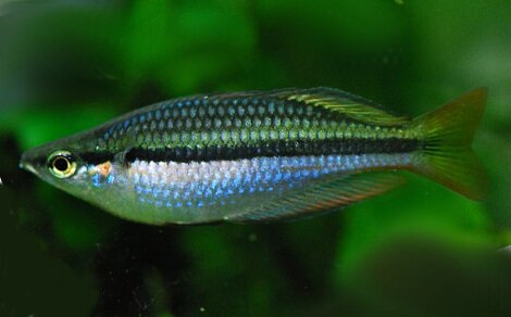 Melanotaenia nigrans