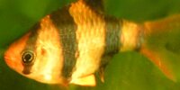 Barbus de Sumatra Puntius tetrazona
