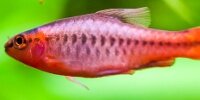Barbus cerise Puntius titteya
