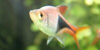 Rasbora arlequin Trigonostigma heteromorpha