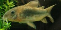 Corydoras aeneus