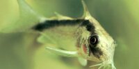 Corydoras arcuatus