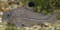 Corydoras julii