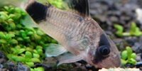 Corydoras panda
