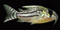 Corydoras schwartzi