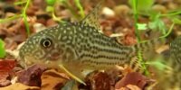 Corydoras sterbai