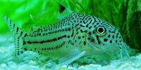 Corydoras trilineatus