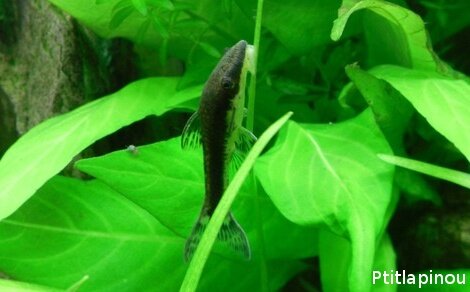 Otocinclus Macrotocinclus affinis