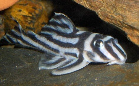 Plécos zébrés Hypancistrus zebra