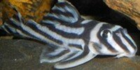 Plécos zébrés Hypancistrus zebra