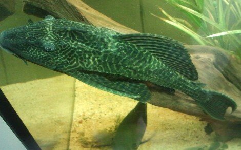 Pléco Hypostomus plecostomus