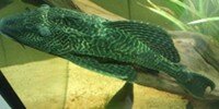 Pléco Hypostomus plecostomus