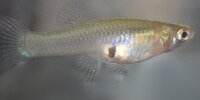 Guppy sauvage Gambusia affinis