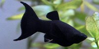 Molly Poecilia sphenops