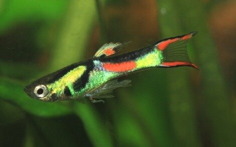 Endler Poecilia wingei
