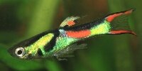 Endler Poecilia wingei
